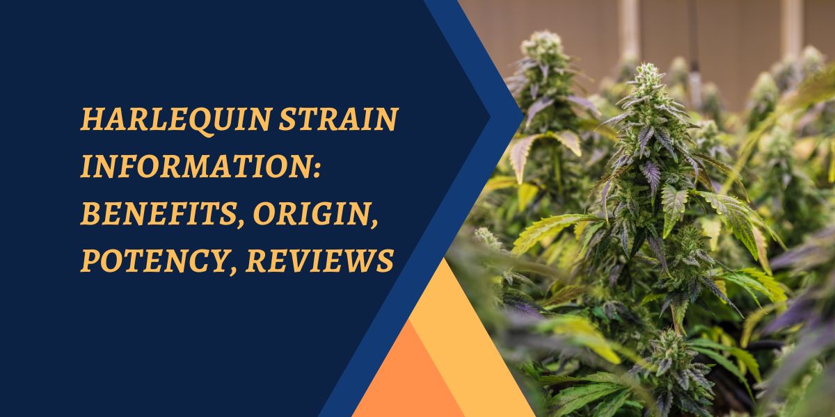 Harlequin Strain Information: Benefits, Origin, Potency, Reviews