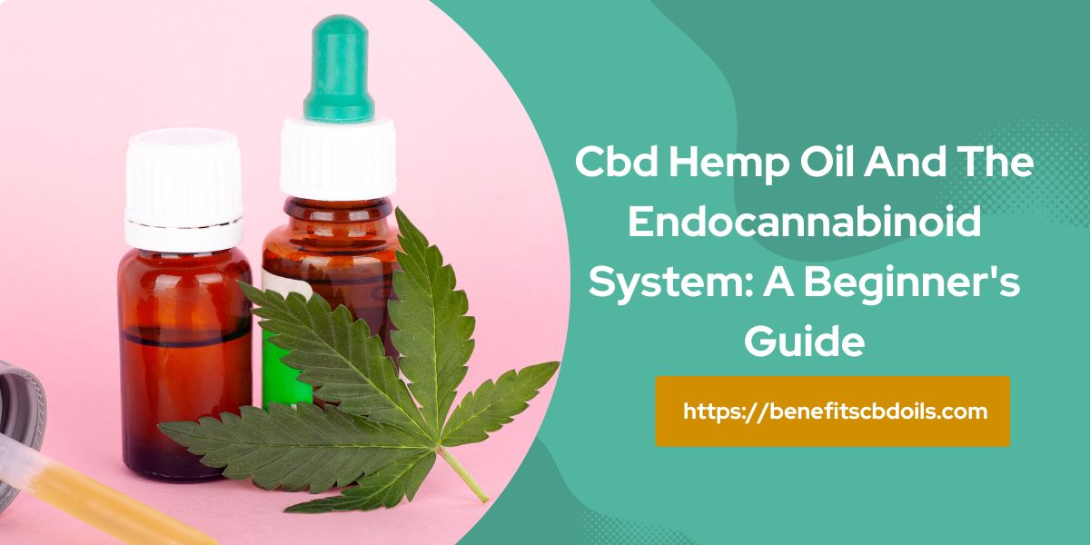 CBD Hemp Oil And The Endocannabinoid System: A Beginner’s Guide