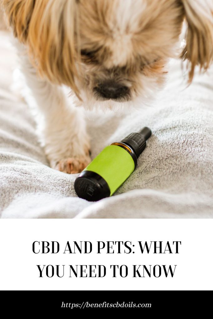CBD And Pets: What You Need To Know