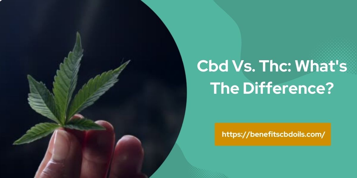 CBD Vs. THC: What’s The Difference?